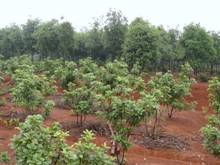 pg电子·(中国区)官方网站-不凡成绩非凡